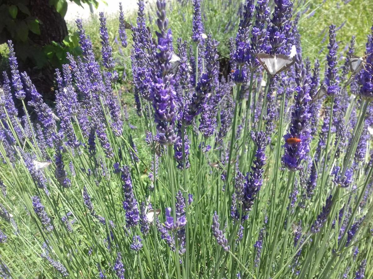 Gites Du Combeau Saint-Maurice-dʼIbie 外观 照片